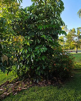 Florida Lawn Irrigation Tips