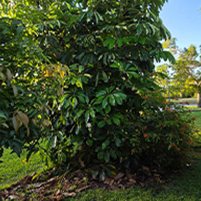 Lawn Care Work 2